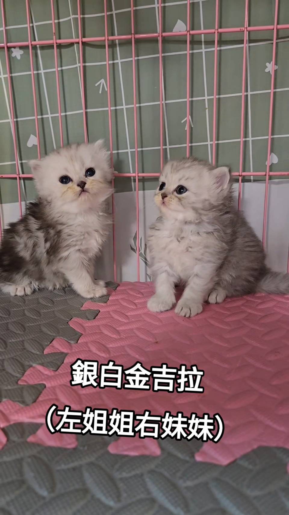 刻在你心底的貓／銀白金吉拉