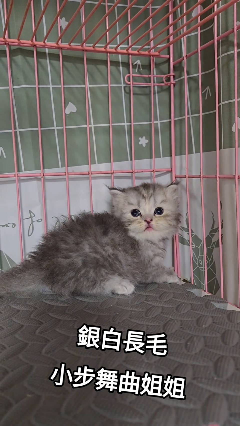 刻在你心底的貓／銀白長毛小步舞曲