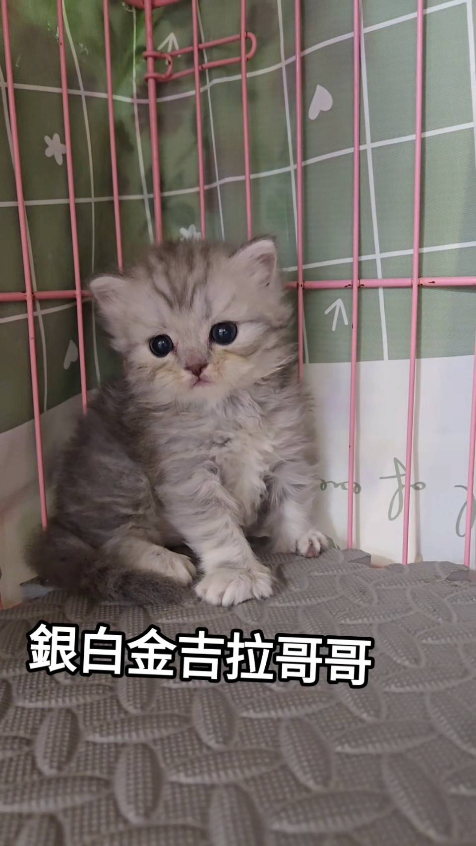 刻在你心底的貓／銀白金吉拉