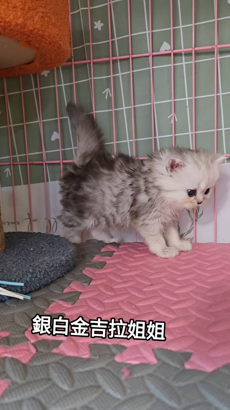 刻在你心底的貓／銀白色金吉拉