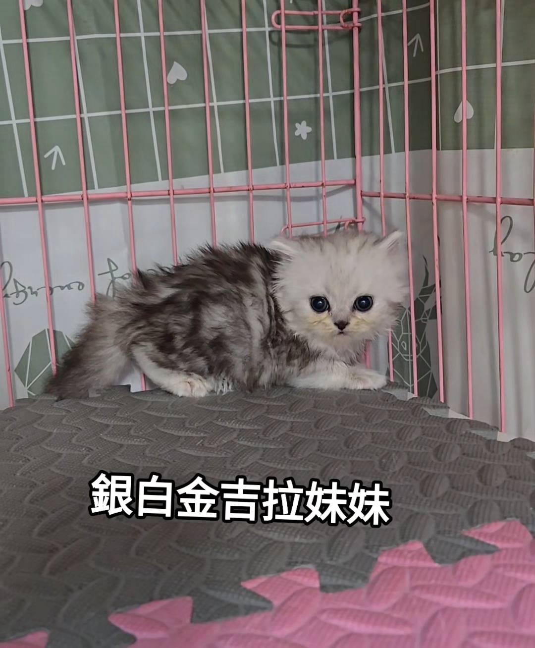 刻在你心底的貓／銀白色金吉拉