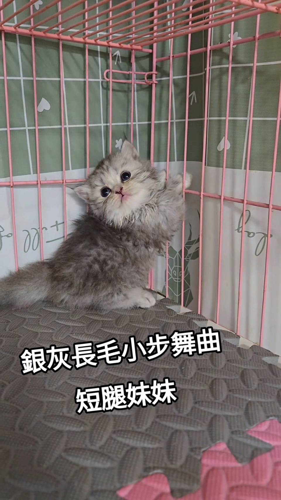 刻在你心底的貓／銀灰長毛小步舞曲