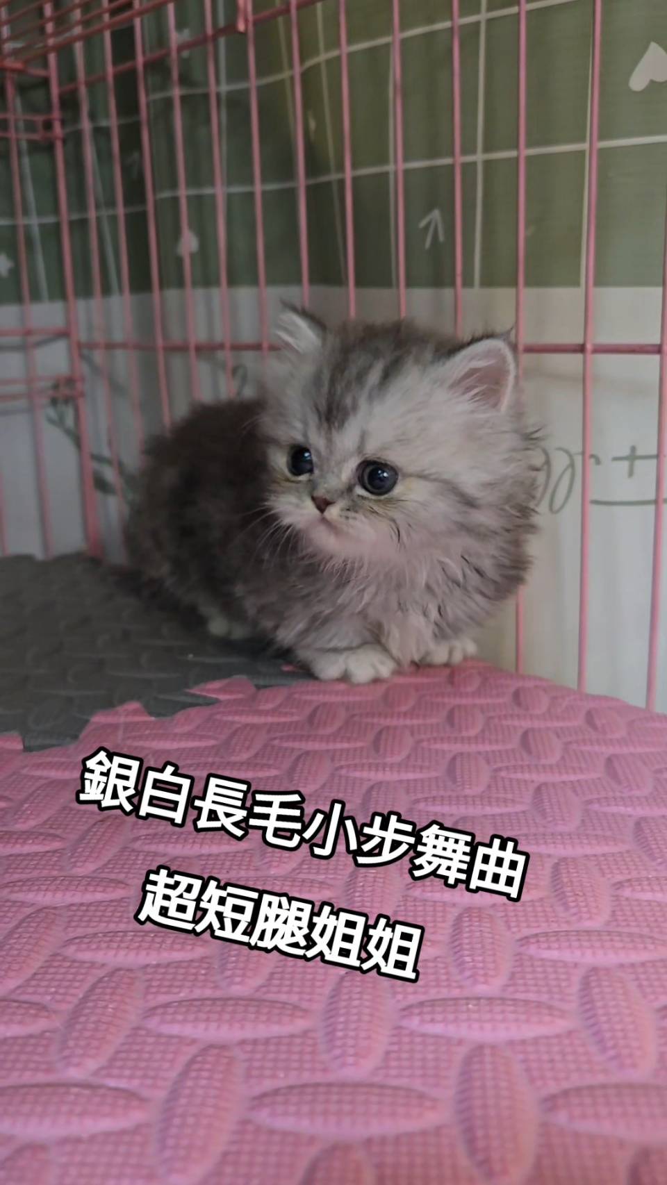 刻在你心底的貓／銀白長毛小步舞曲