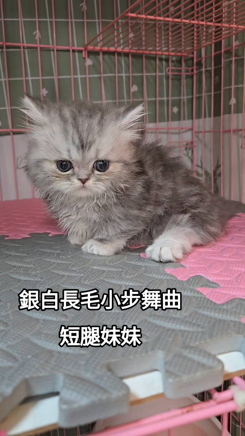 刻在你心底的貓／銀白長毛小步舞曲