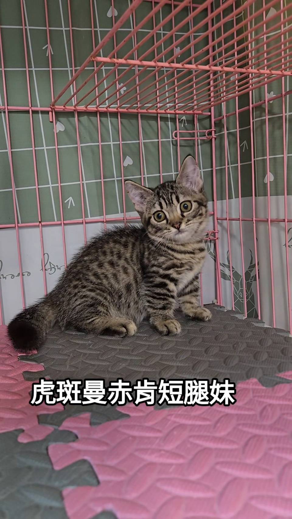 刻在你心底的貓／虎斑曼赤肯