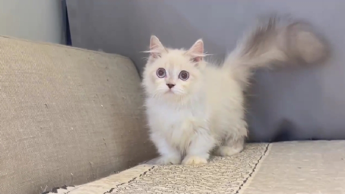 尊爵名皇／藍端色小步舞曲