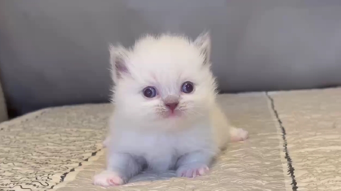 尊爵名皇／藍端重點色小步舞曲