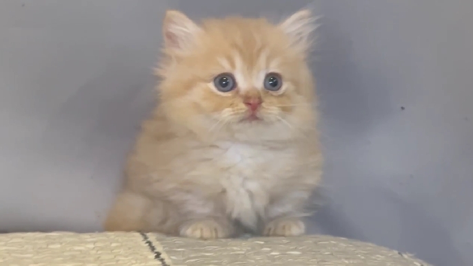 尊爵名皇／奶油色小步舞曲