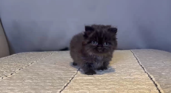 尊爵名皇／黑色小步舞曲