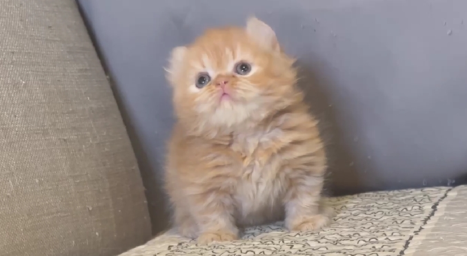 尊爵名皇／橘金色捲耳小步舞曲