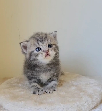 天使貓園／藍虎斑英國短毛貓