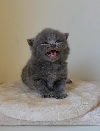 天使貓園／藍色英國短毛貓