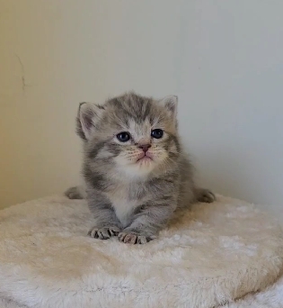 天使貓園／藍虎斑曼赤肯