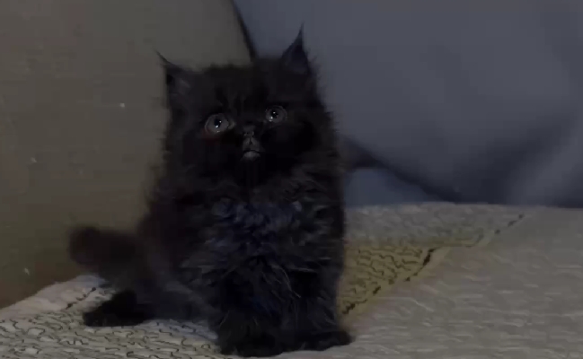 尊爵名皇／黑色長毛貓