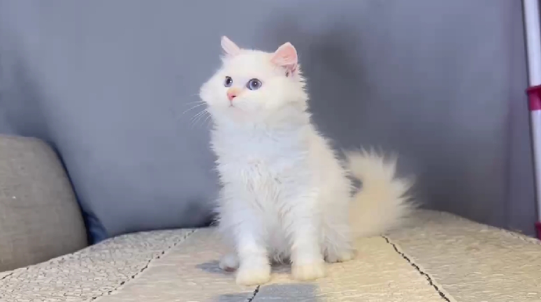 尊爵名皇／奶端色布偶貓