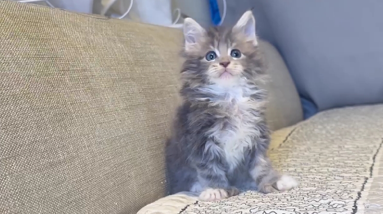 尊爵名皇／淺銀藍六指緬因貓