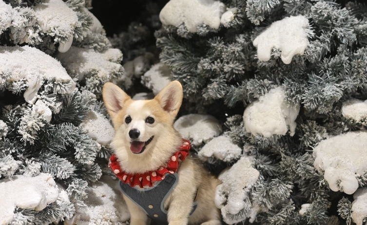 『汪喵揪了走』苗栗汪喵聖誕趴派對2天1夜莊園歡樂遊 × 烤肉 × 禮物交換