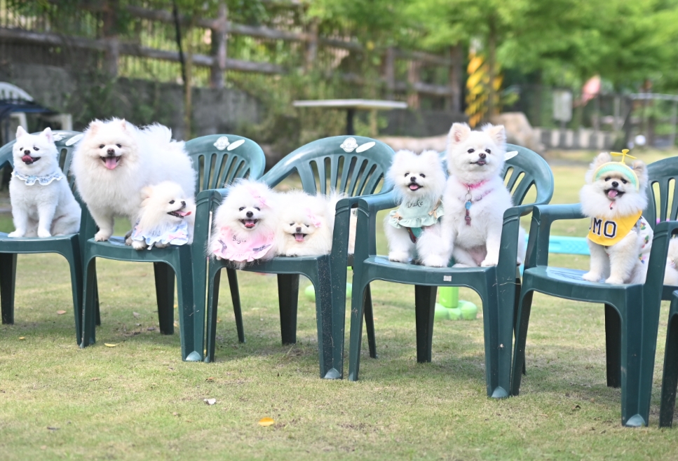 『汪喵揪了走』博美村莊新竹一日遊