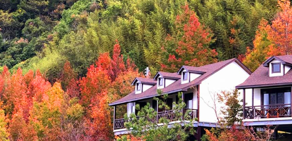 『汪喵揪了走』週六出發 司馬庫斯賞楓季兩日遊