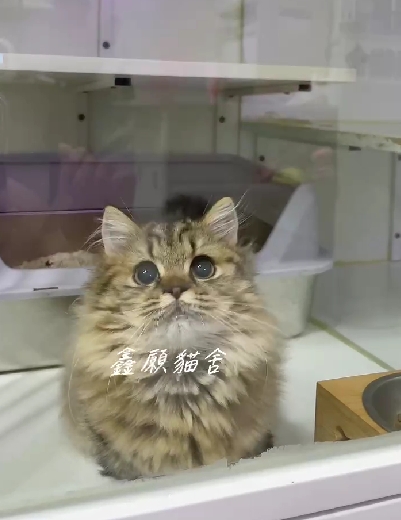 鑫願貓舍／金虎斑小步舞曲