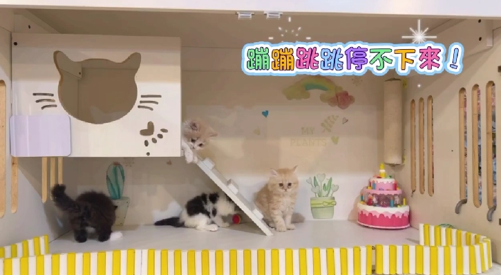 星光貓舍／各品種貓