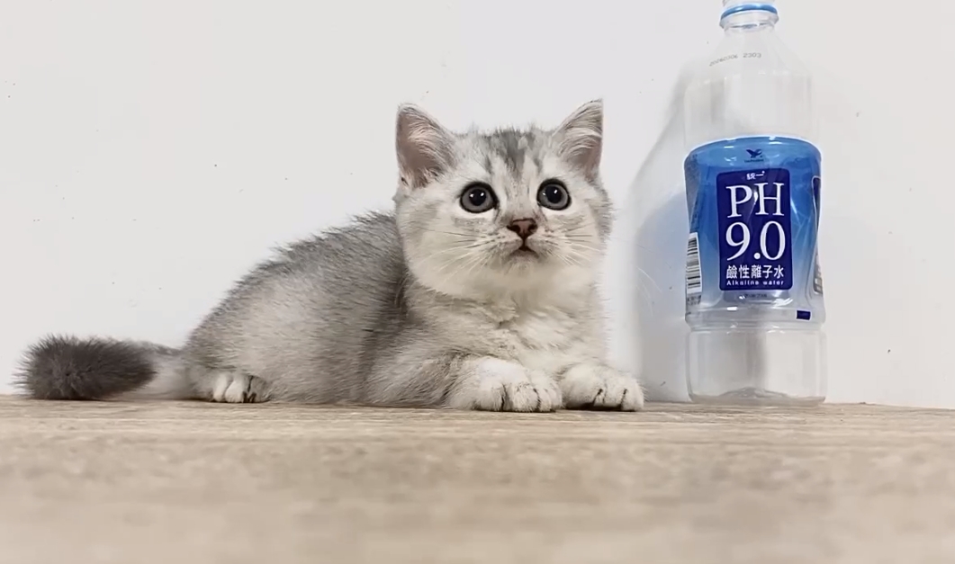 喵仔鋪貓舍／銀漸層英國短毛貓