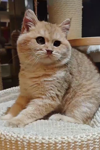 天使貓園／金漸層英國短毛貓