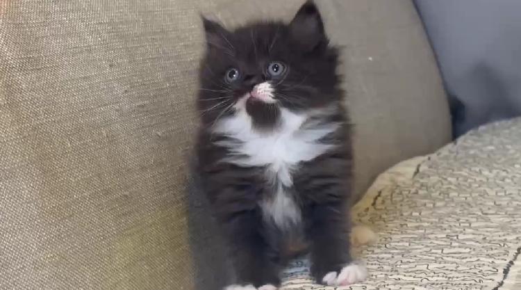 尊爵名皇／黑白色長毛貓