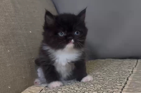 尊爵名皇／黑白色長毛貓