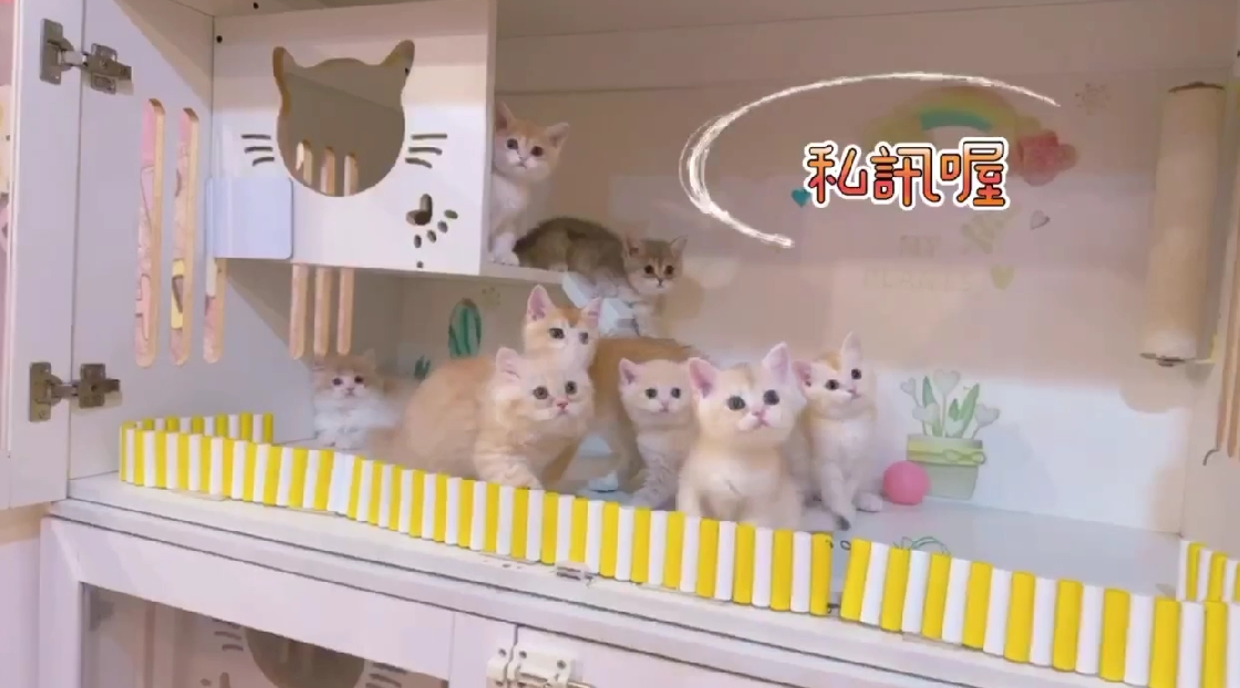 星光貓舍／英國短毛貓&英國長毛貓