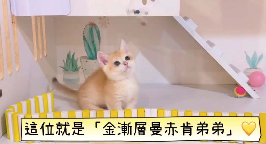 星光貓舍／金漸層曼赤肯