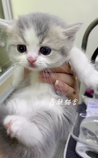 鑫願貓舍／藍金賓士曼赤肯