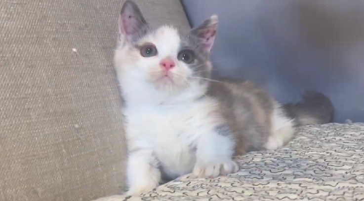 尊爵名皇／藍三花曼赤肯