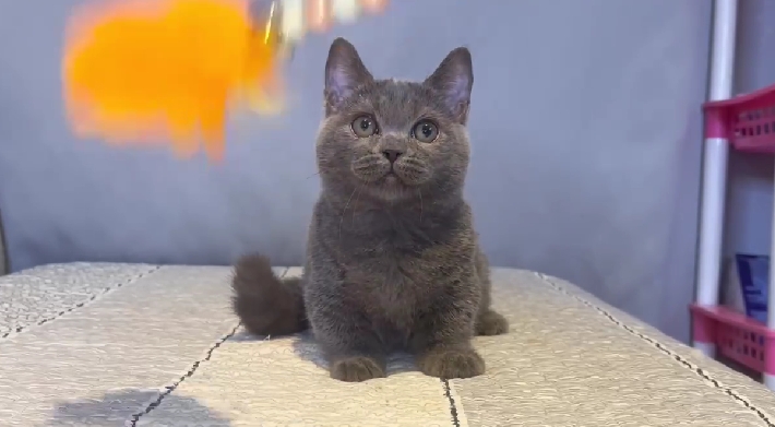 尊爵名皇／藍色曼赤肯