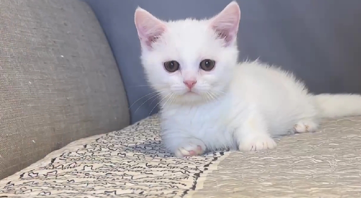 尊爵名皇／白色曼赤肯