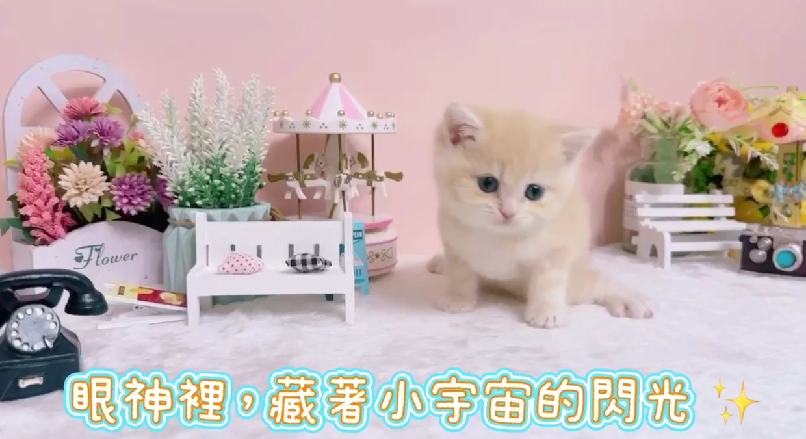 星光貓舍／乳金漸層英國短毛貓