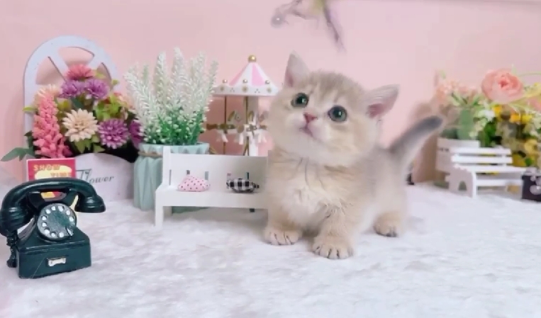 星光貓舍／焦糖藍金漸層曼赤肯