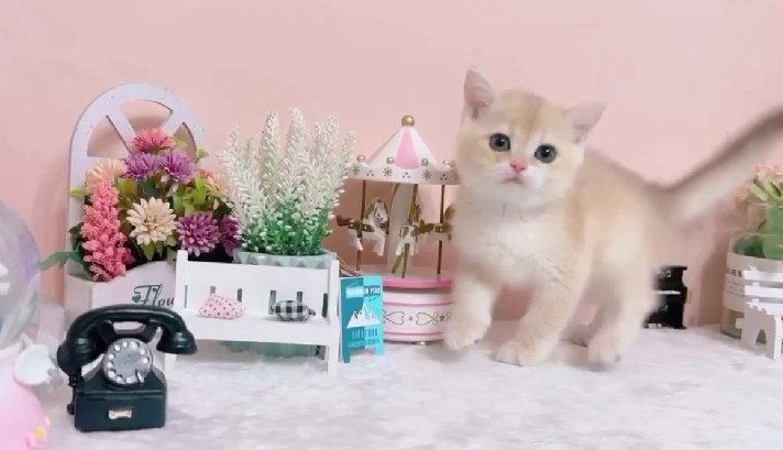 星光貓舍／焦糖藍金漸層英國短毛貓