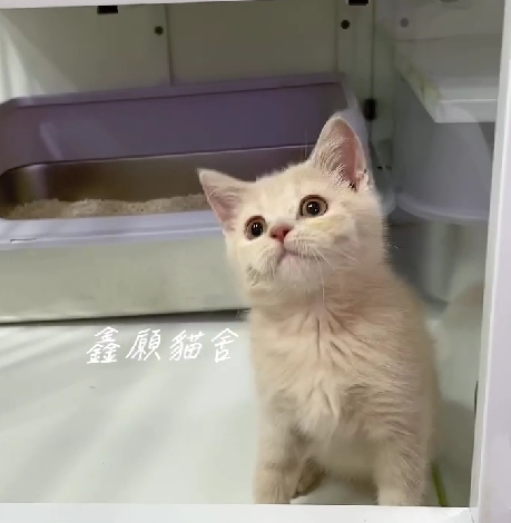 鑫願貓舍／奶油色英國短毛貓