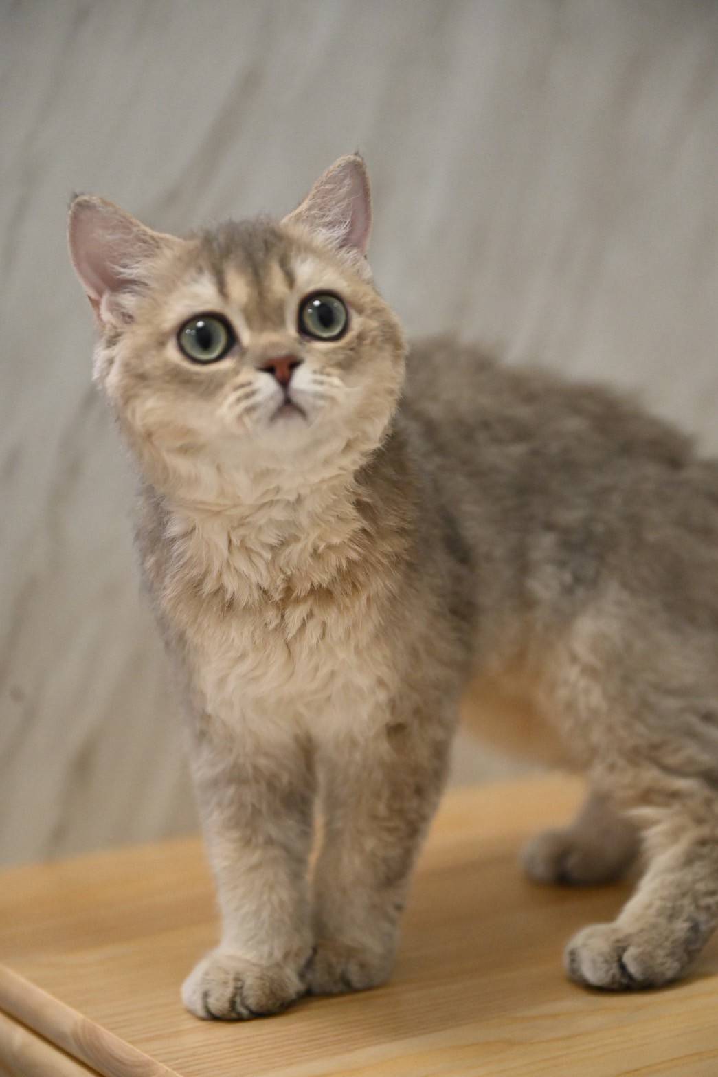 米琪蘇貓舍／藍金漸層色賽爾凱克捲毛貓