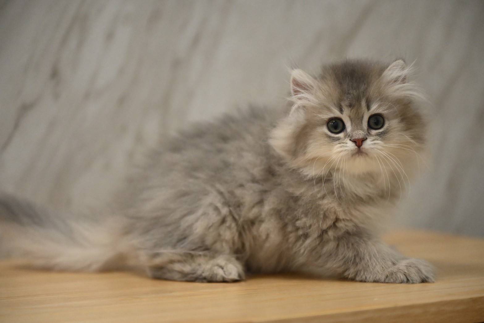 米琪蘇貓舍／藍金漸層英國長毛貓