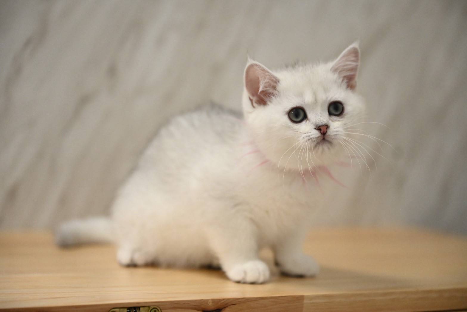 米琪蘇貓舍／銀漸層英國短毛貓