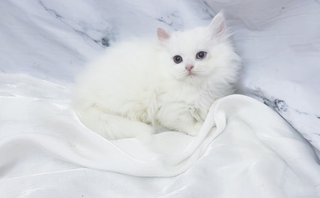 華貴皇族國際專業貓舍／異瞳白色英國長毛貓