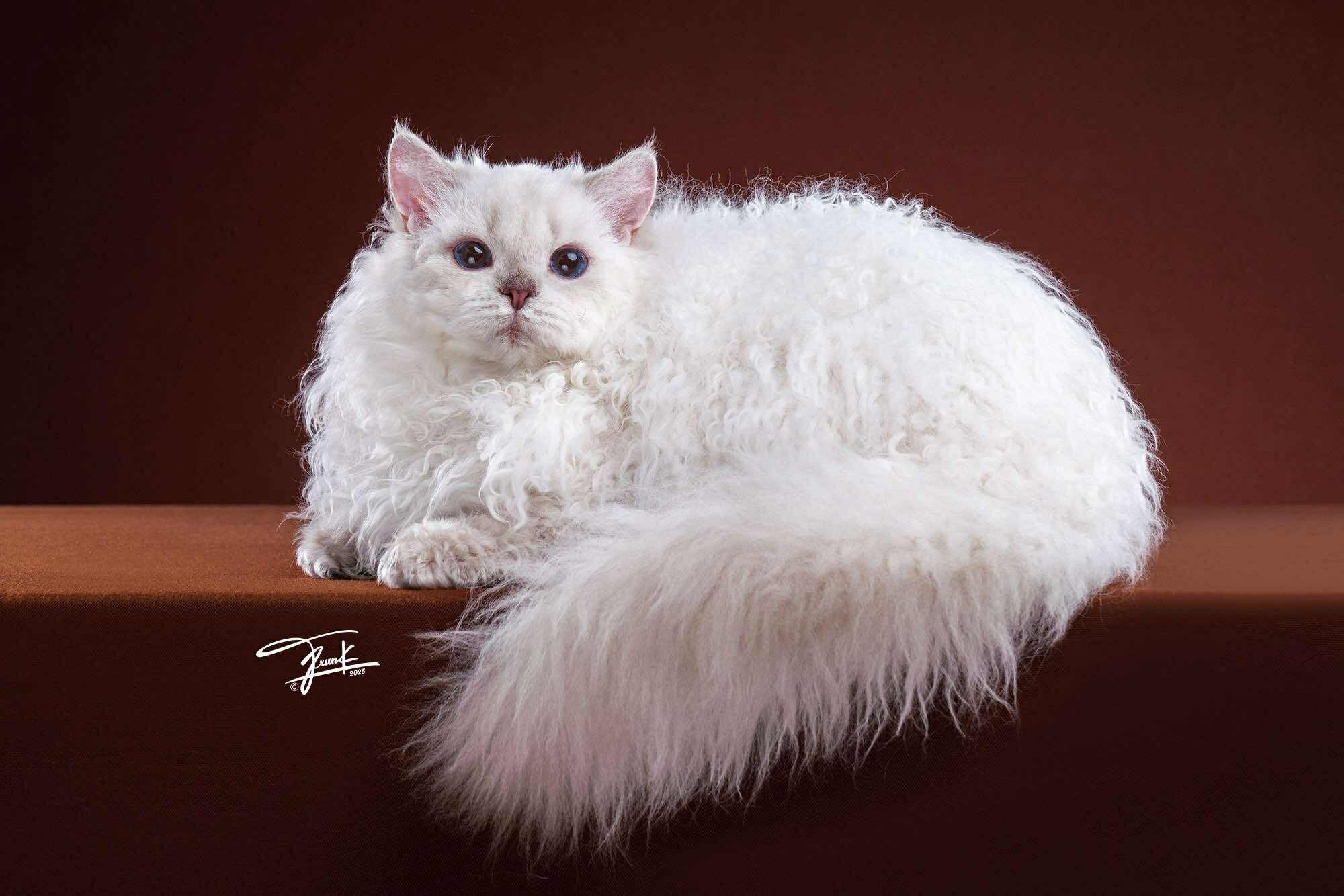 米琪蘇貓舍／賽爾凱克捲毛貓