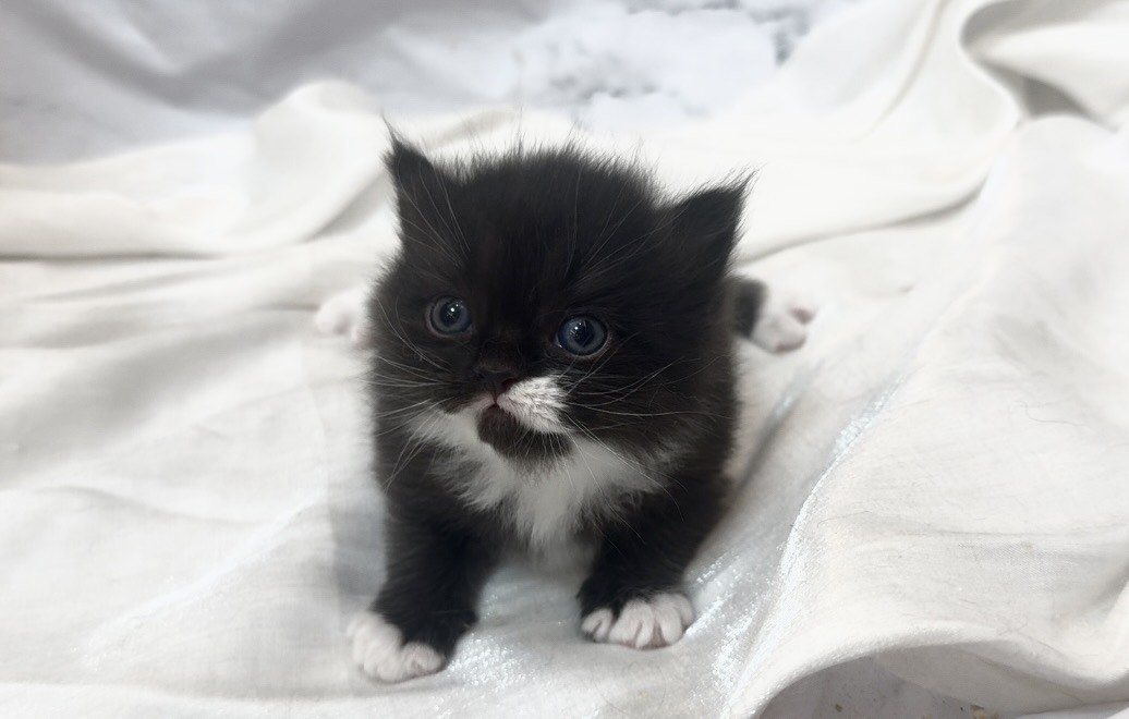 華貴皇族國際專業貓舍／黑白色英國短毛貓