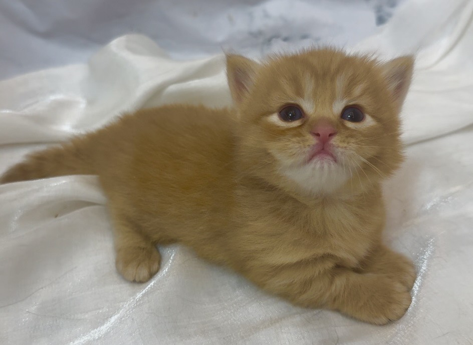 華貴皇族國際專業貓舍／橘色曼赤肯