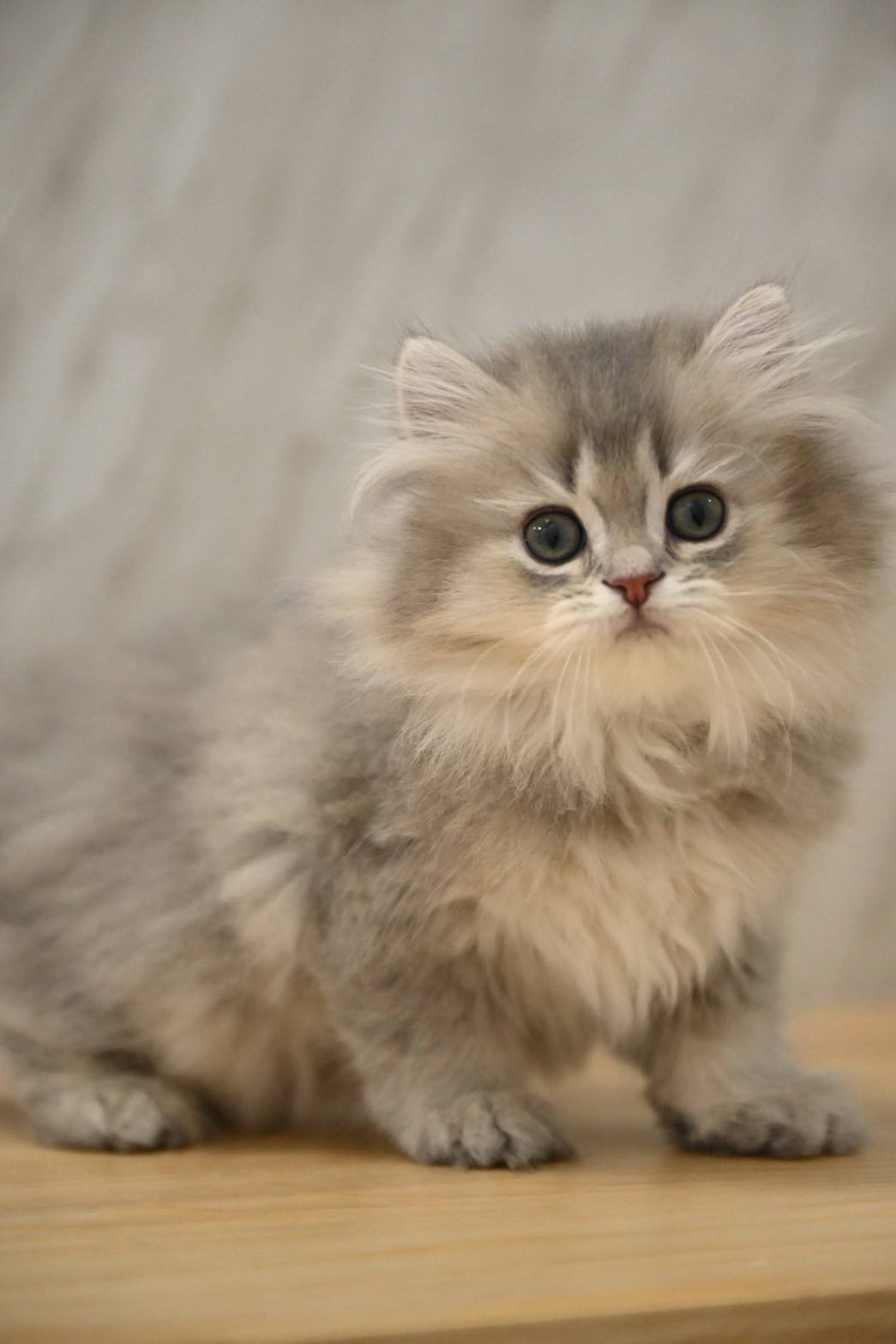 米琪蘇貓舍／藍金漸層英國長毛貓