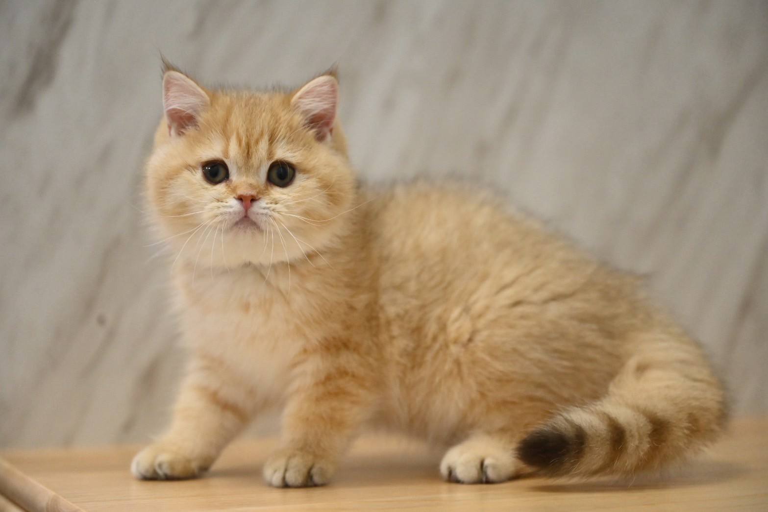 米琪蘇貓舍／淺黑金漸層虎斑英國短毛貓