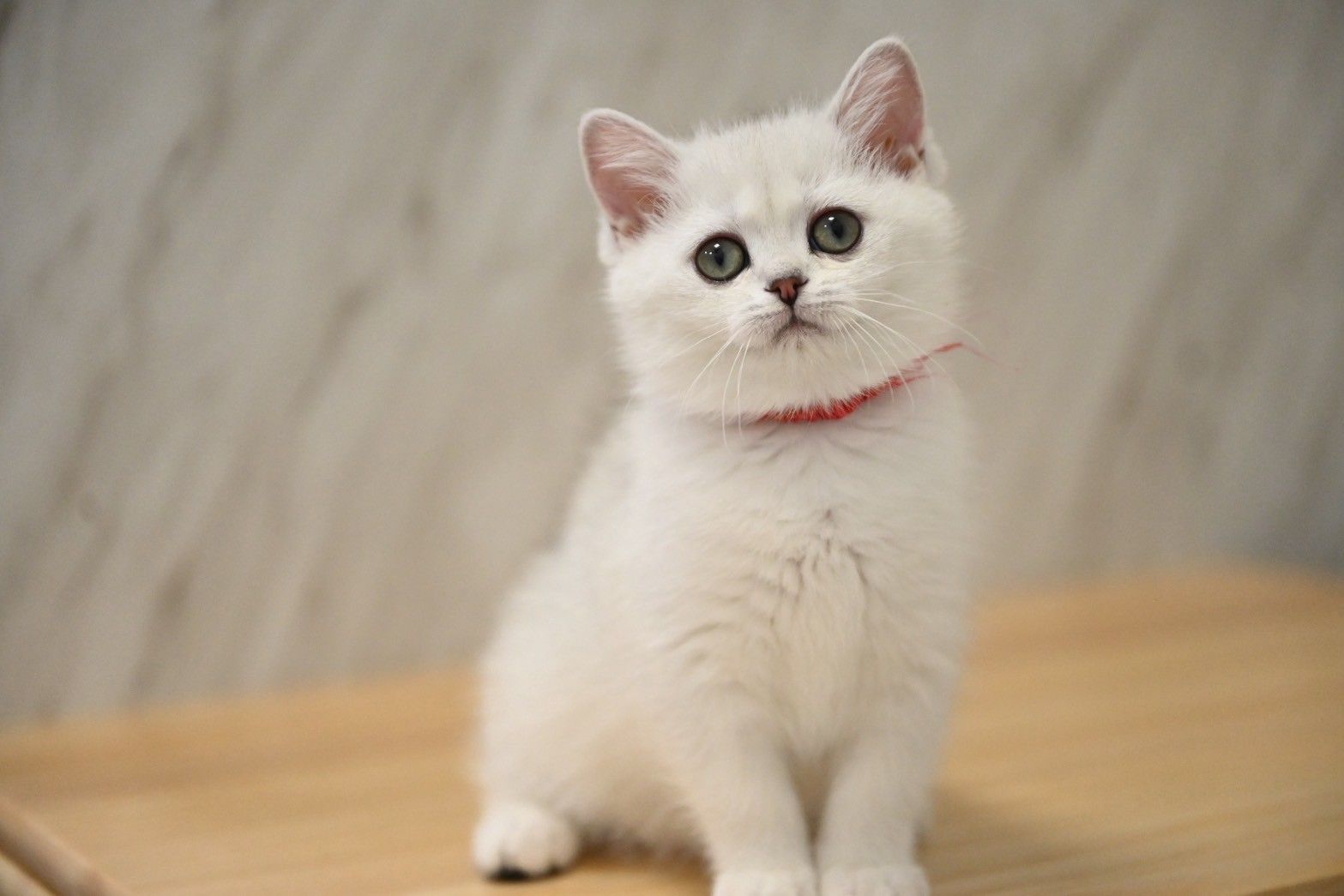 米琪蘇貓舍／銀漸層英國短毛貓