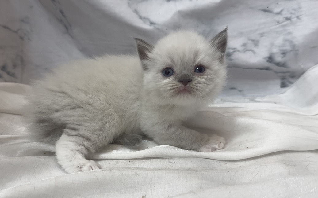 華貴皇族國際專業貓舍／布偶貓